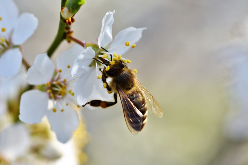 jardinerie-TOURRETTES SUR LOUP-min_bee-4092986